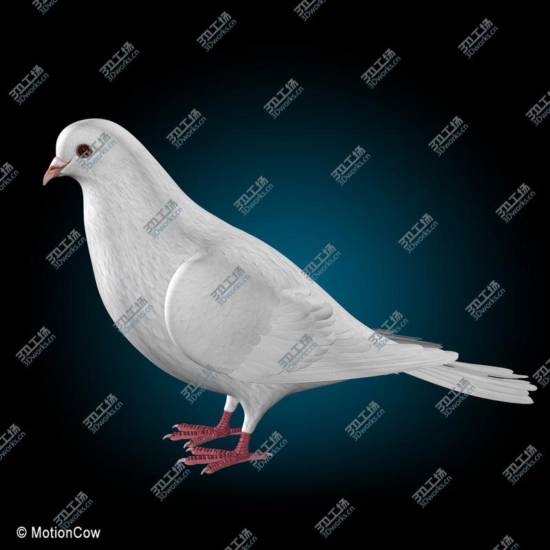 images/goods_img/202104022/Dove  Folded Wings/2.jpg